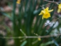 Rode Hall in Springtime