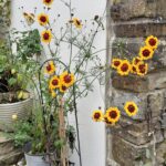 Gardening: a splash of summer colour